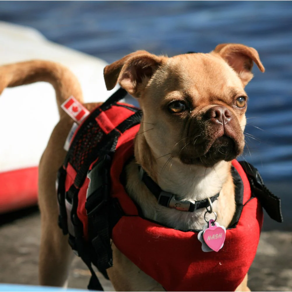 Salus Skippy PFD Dog Vest - Image 5